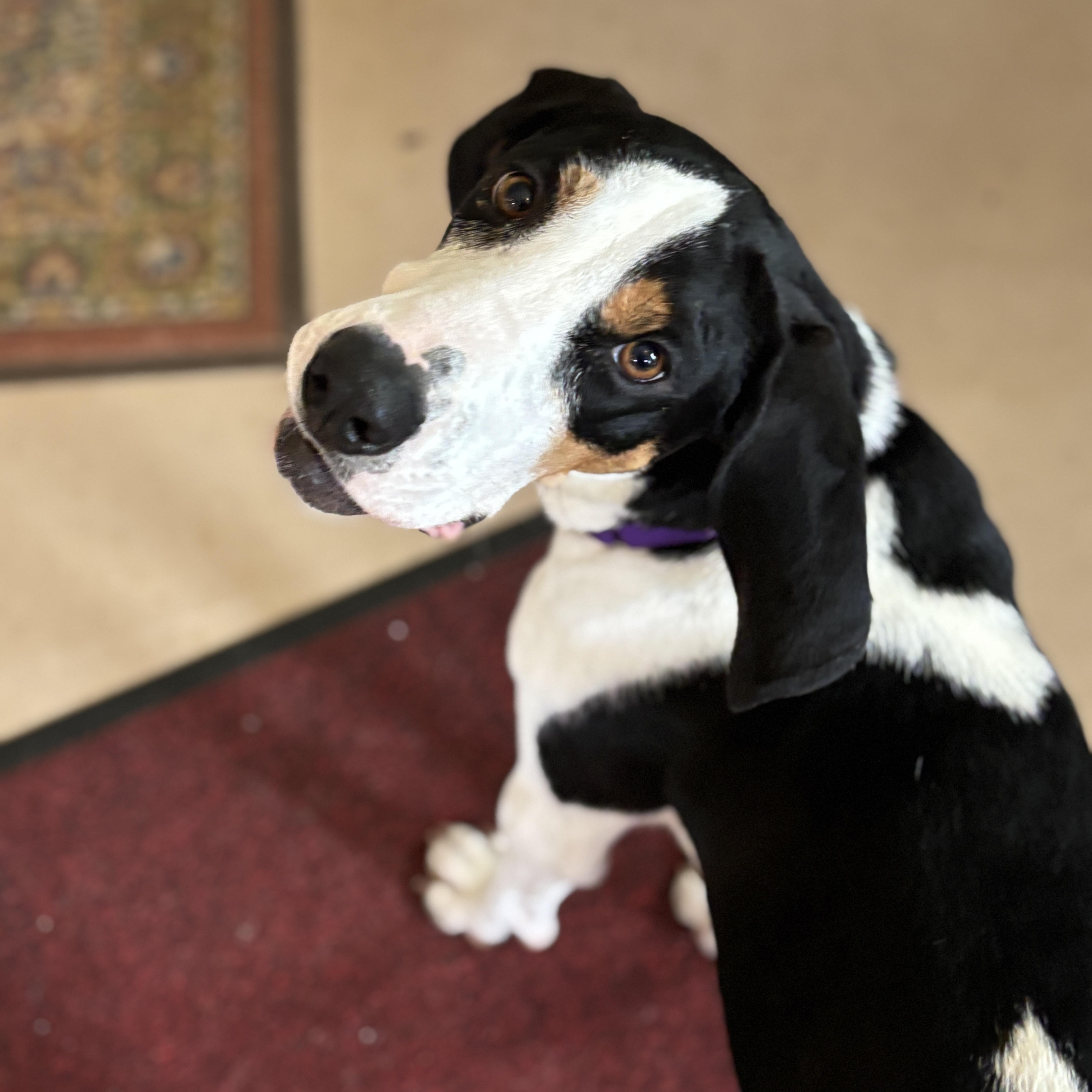 Maggie thumbnail 4