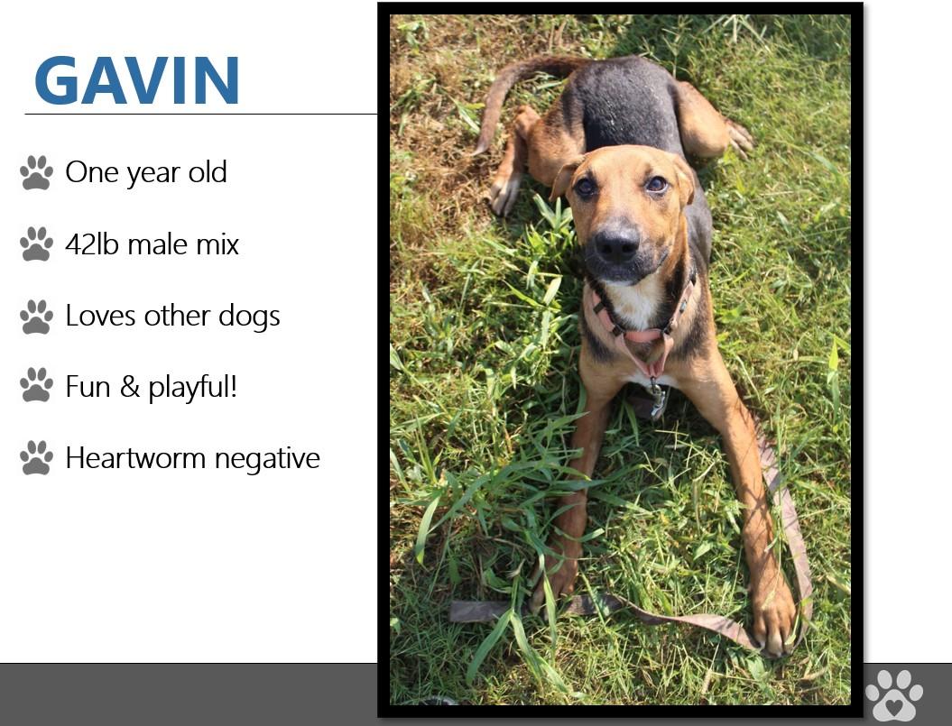 Foster GAVIN!