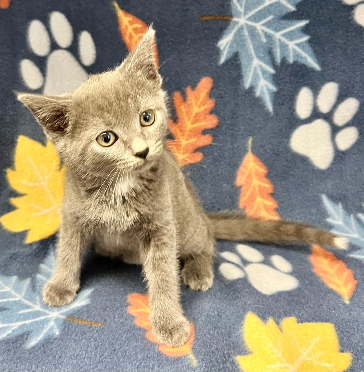 Enlarge Louie, an adopted Domestic Short Hair in Edinburg, VA image 2/2
