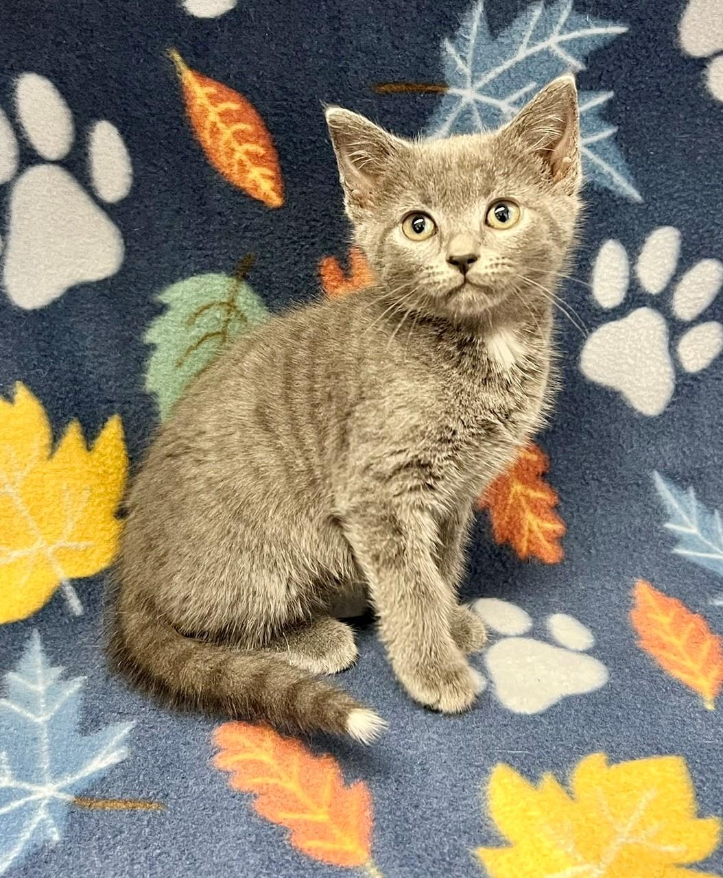 Louie, adopted, Kitten Male Domestic Short Hair.