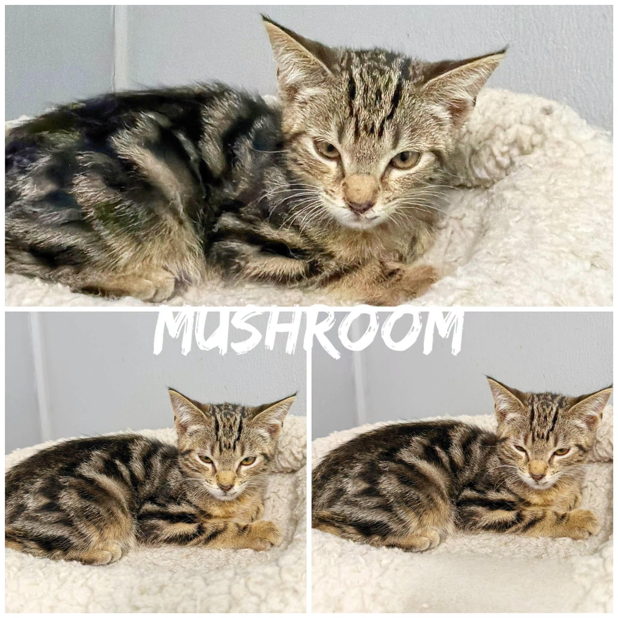 Mushroom, ADOPTABLE, Young Male Domestic Medium Hair.