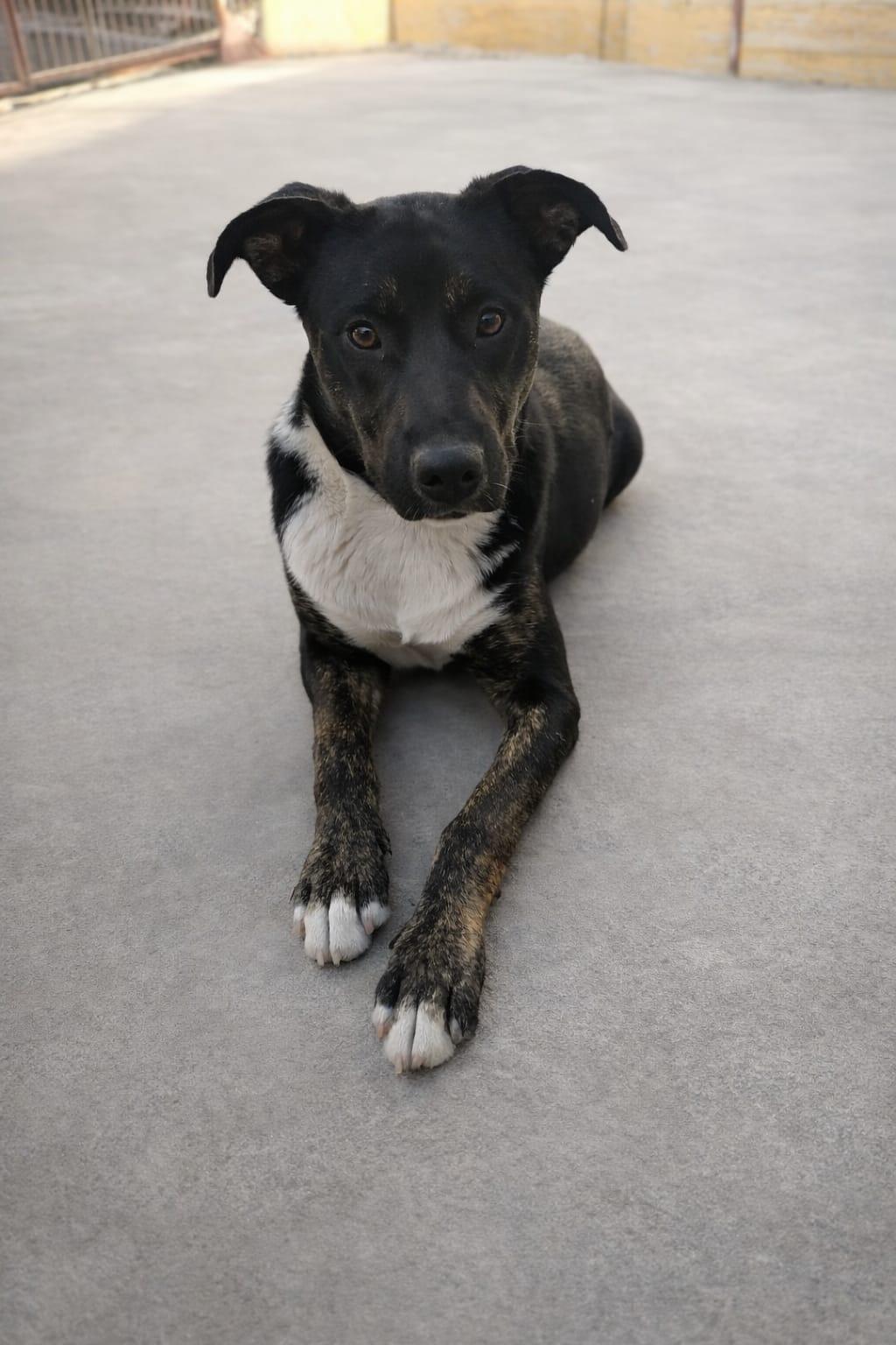 Torrie , a ADOPTABLE mixed breed in Tijuana, BCN image 4/6