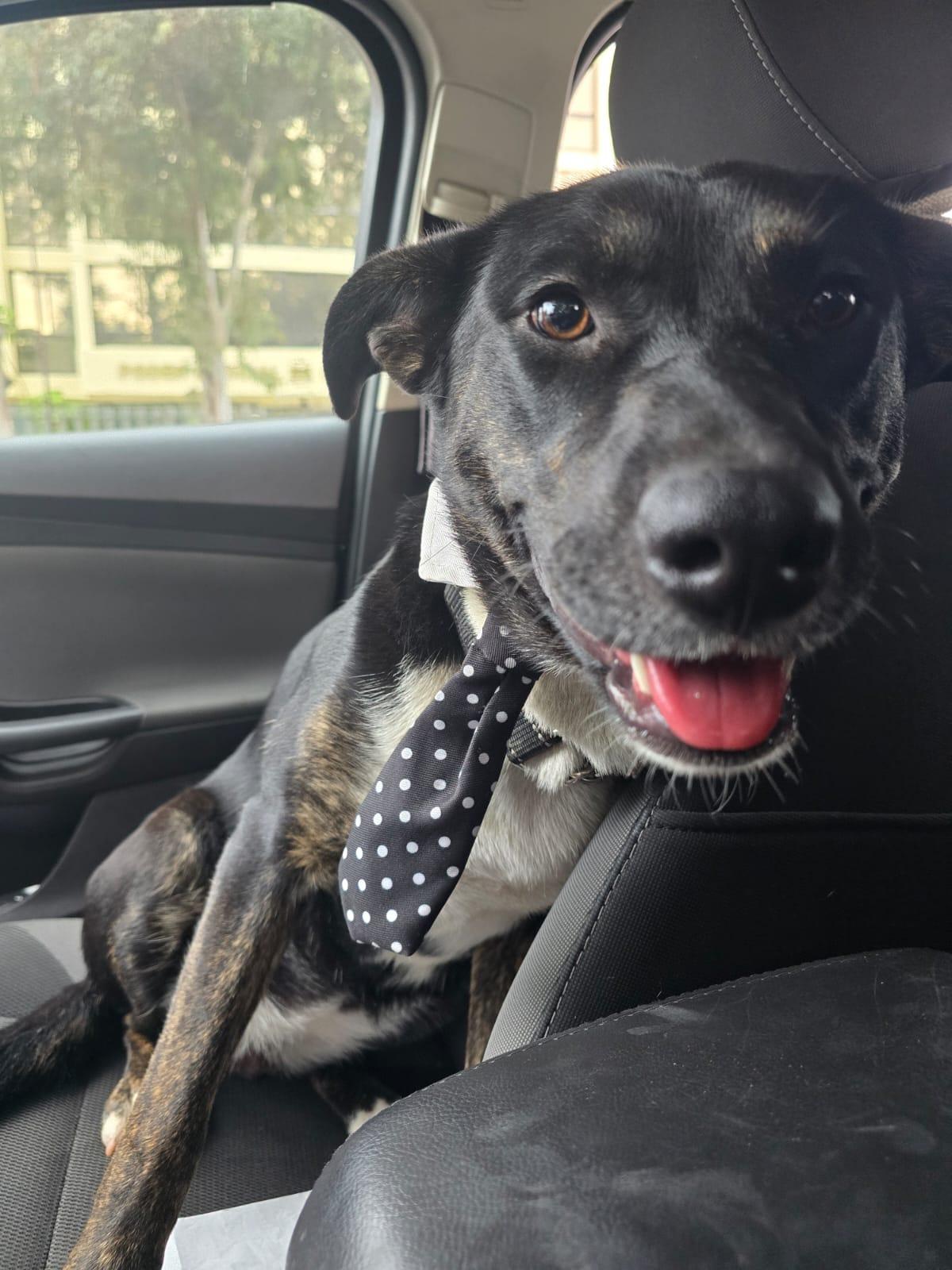 Torrie , a ADOPTABLE mixed breed in Tijuana, BCN image 5/6