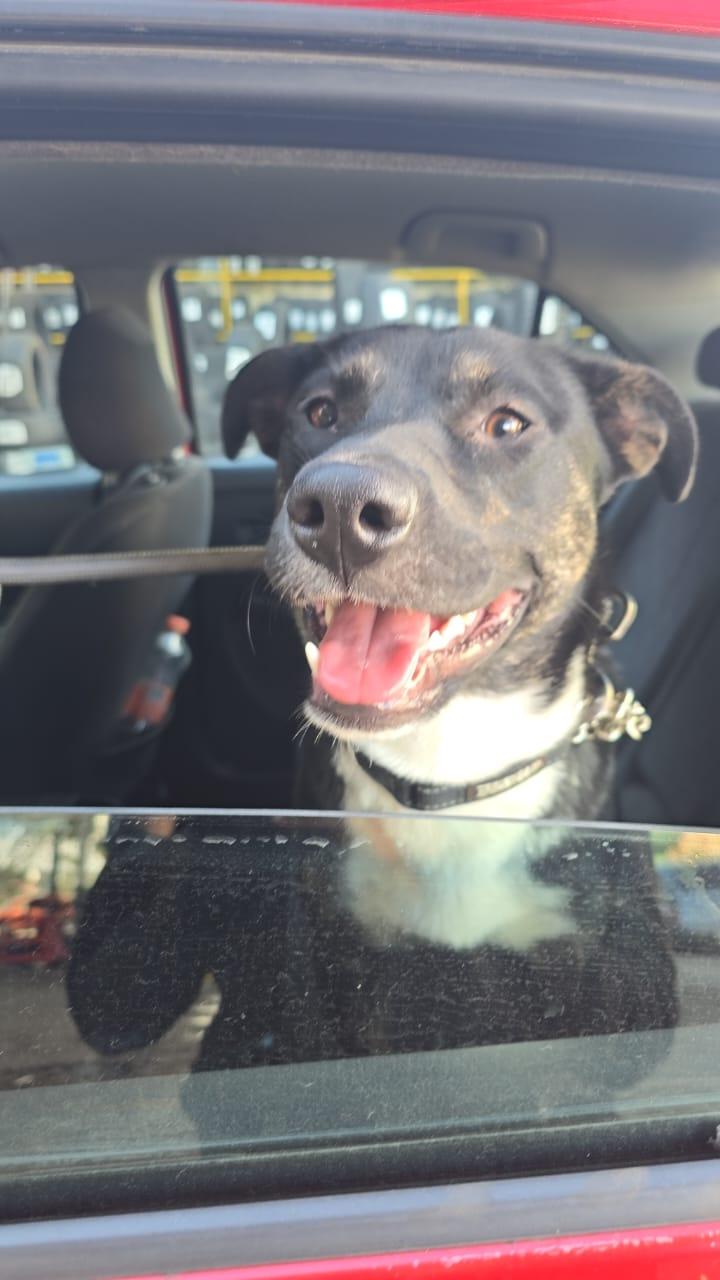 Torrie , a ADOPTABLE mixed breed in Tijuana, BCN image 2/6