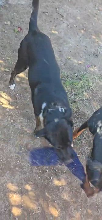 Enlarge Torrie , a ADOPTABLE mixed breed in Tijuana, BCN video 3/6