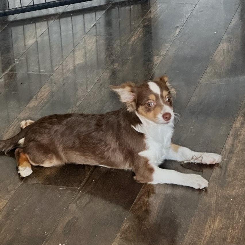 Meadow, Adoptable, Puppy Female Chihuahua.