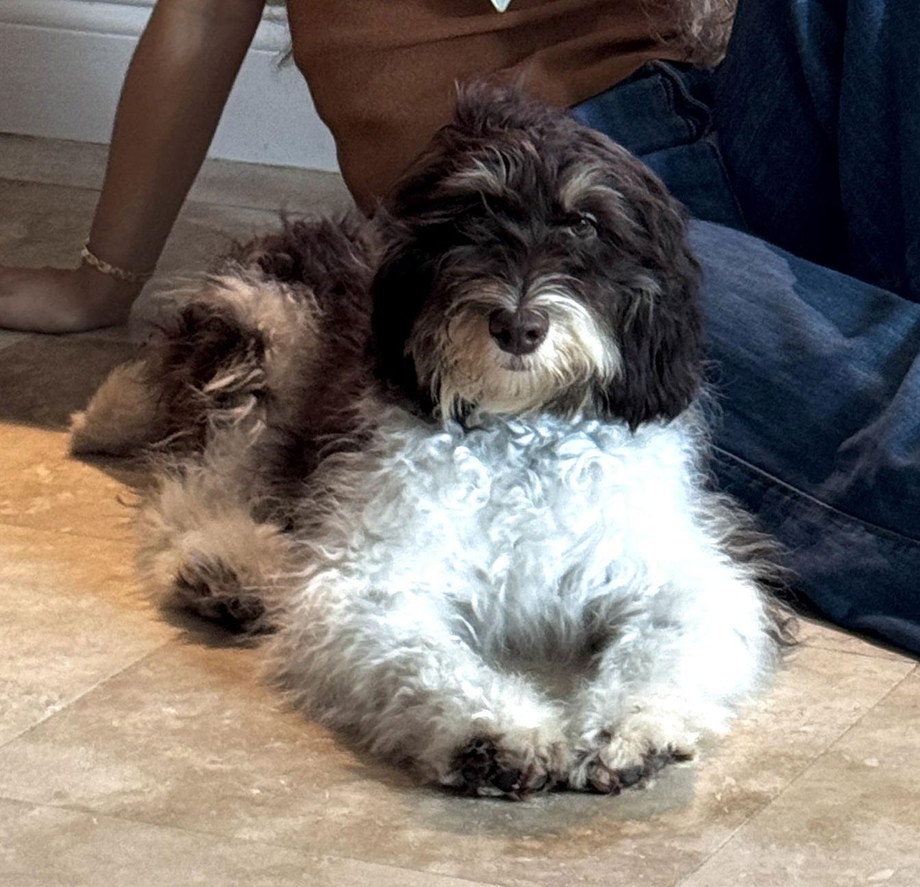 Rudy Boy, a Adoptable mixed breed in Valrico, FL image 1/3