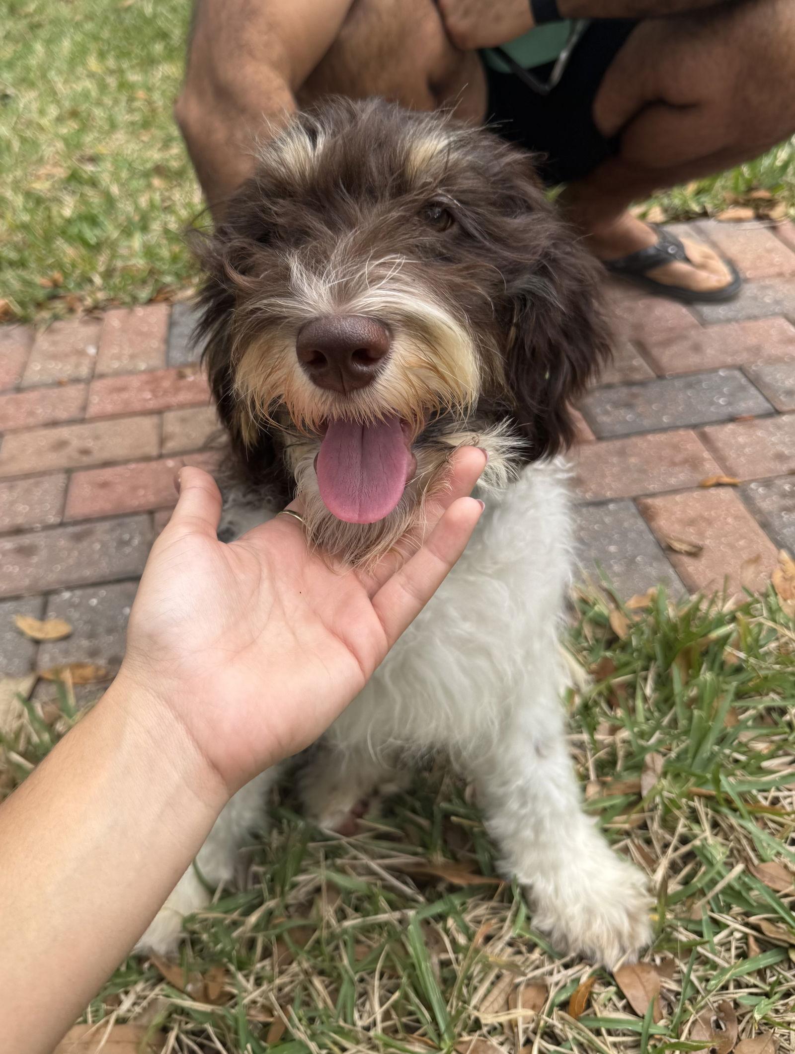 Rudy Boy, a Adoptable mixed breed in Valrico, FL image 3/3