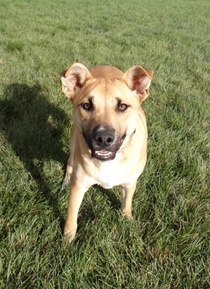 Charlie, Adoptable, Adult Male German Shepherd Dog.