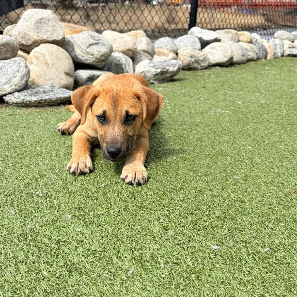 Enlarge RONAN, an adopted mixed breed in Stamford, CT image 4/5