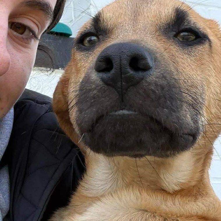 Enlarge RONAN, an adopted mixed breed in Stamford, CT image 3/5