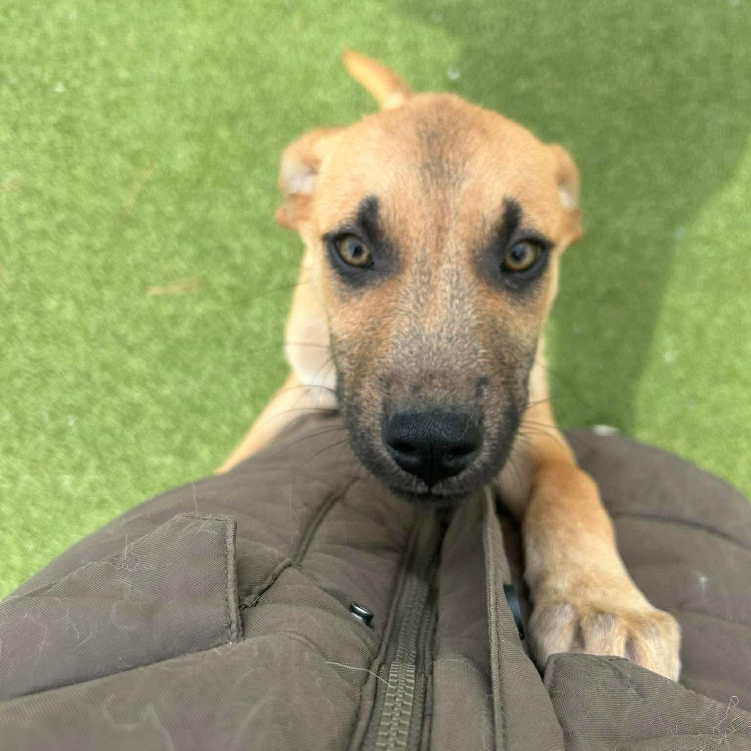 Enlarge RONAN, an adopted mixed breed in Stamford, CT image 5/5