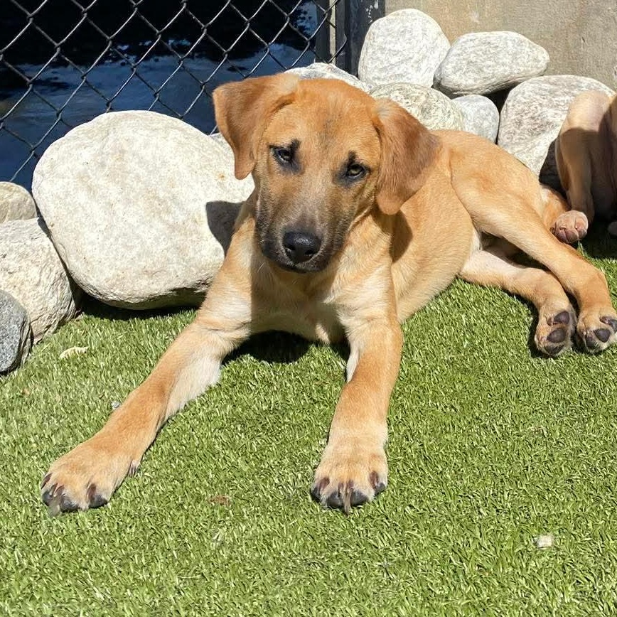 Enlarge RONAN, an adopted mixed breed in Stamford, CT image 1/5