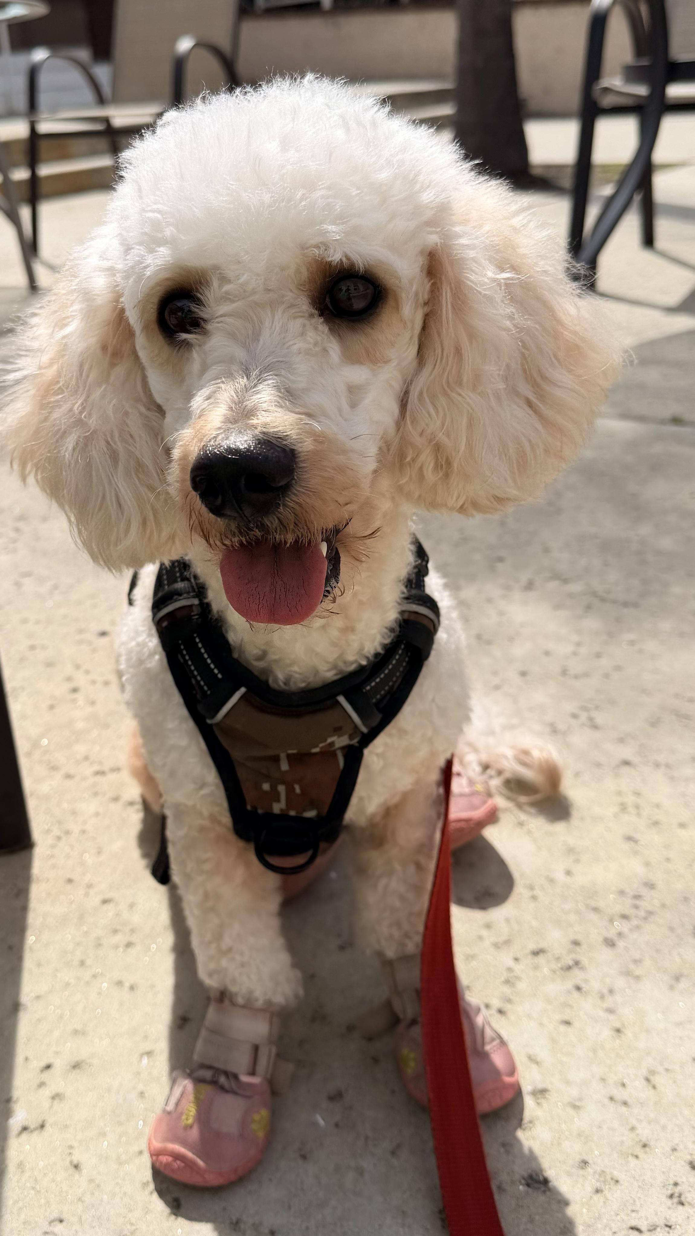 Enlarge HONEY, a Adopted Poodle in Sunset Beach , CA image 3/5