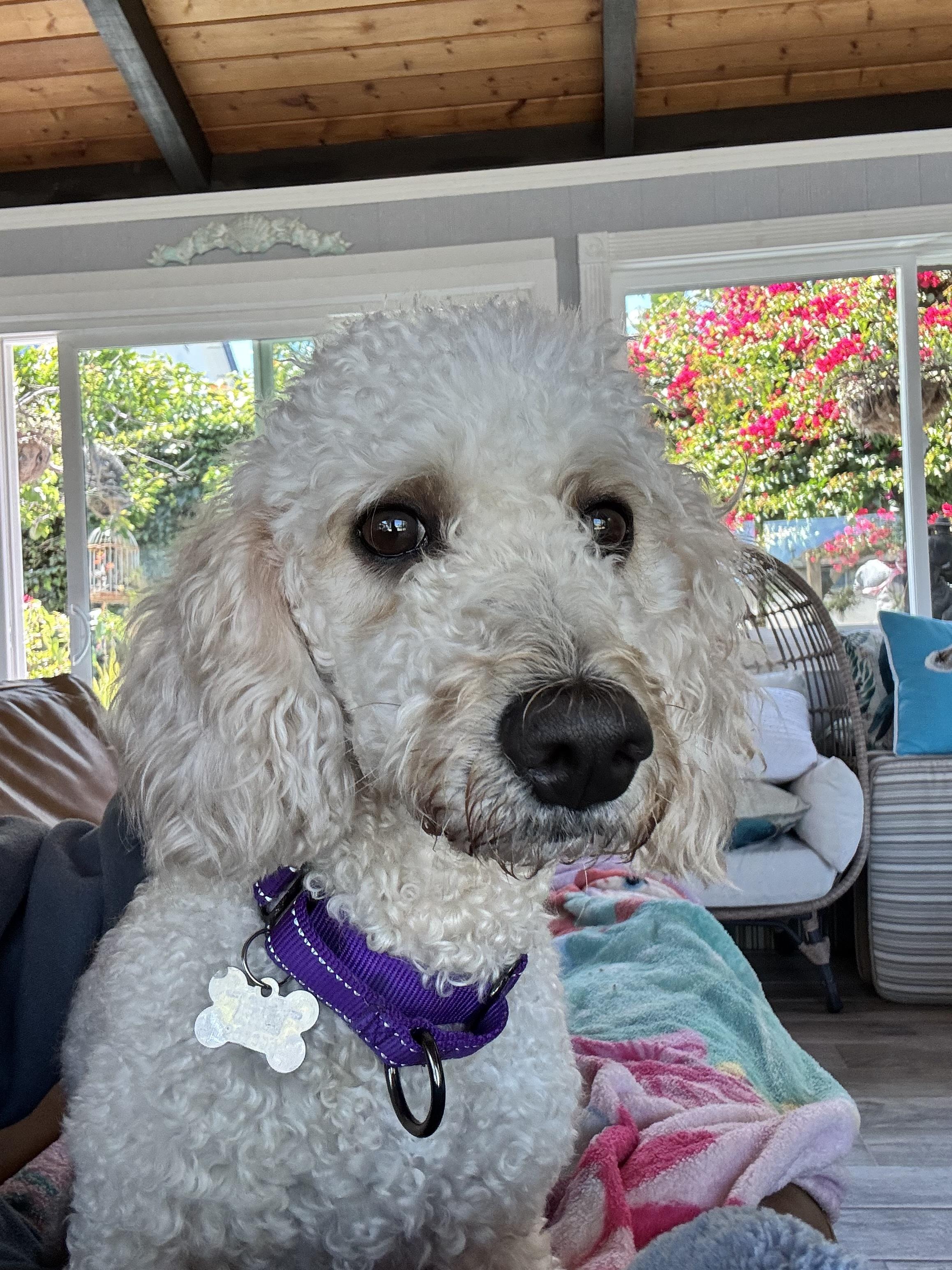 Enlarge HONEY, a Adopted Poodle in Sunset Beach , CA image 5/5