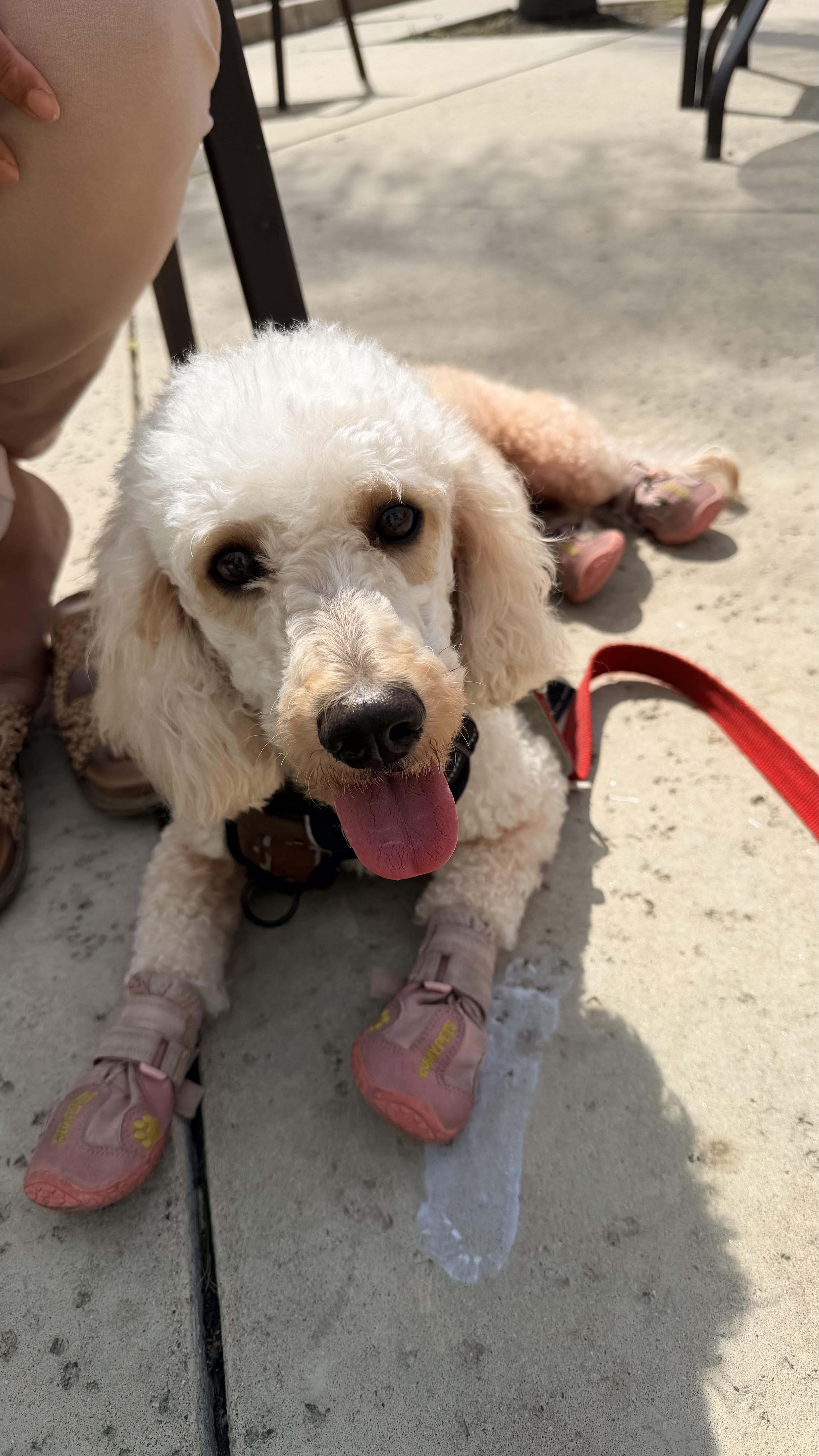 Enlarge HONEY, a Adopted Poodle in Sunset Beach , CA image 4/5
