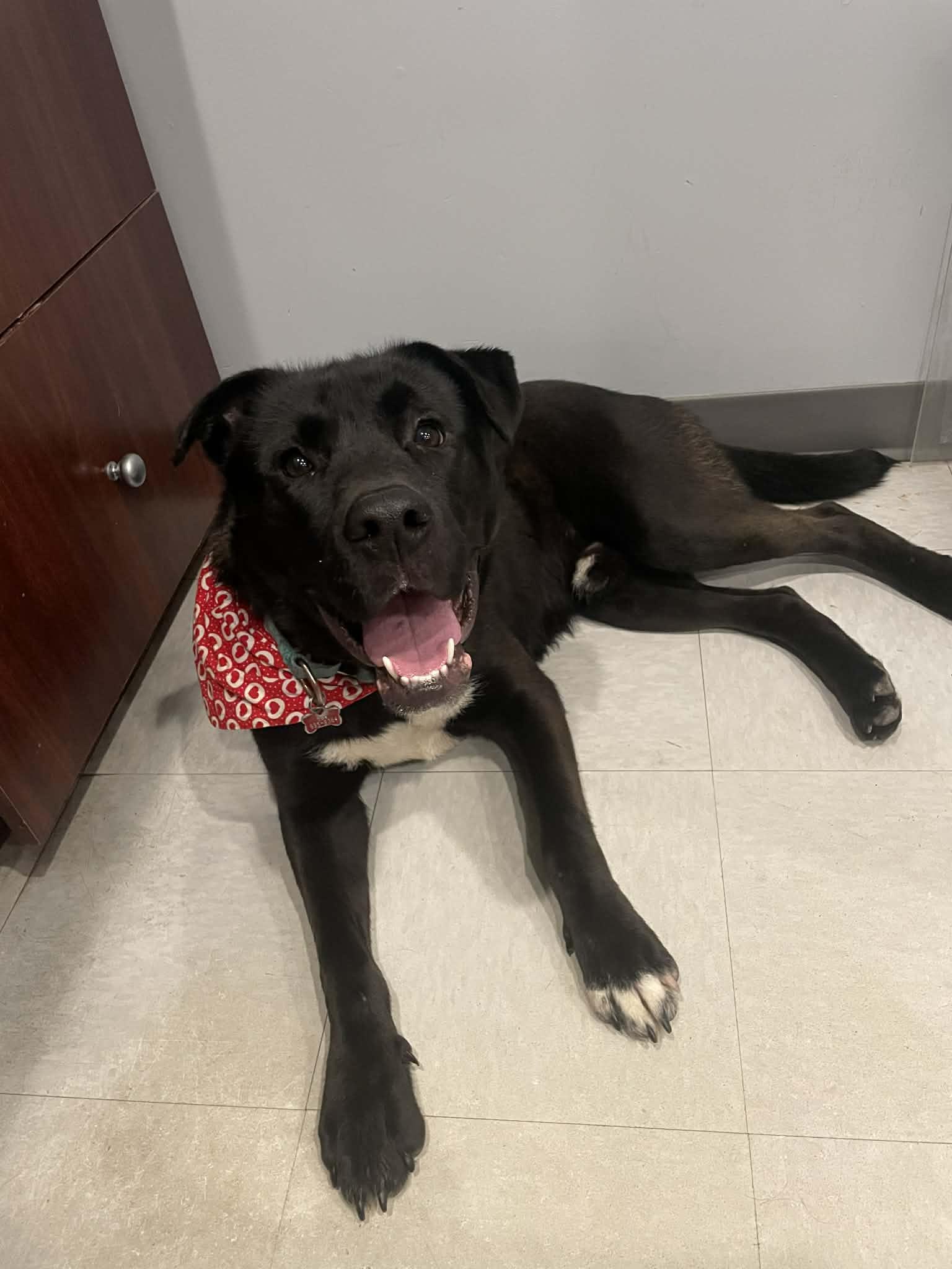 Leroy, ADOPTABLE, Young Male Labrador Retriever & Pit Bull Terrier.