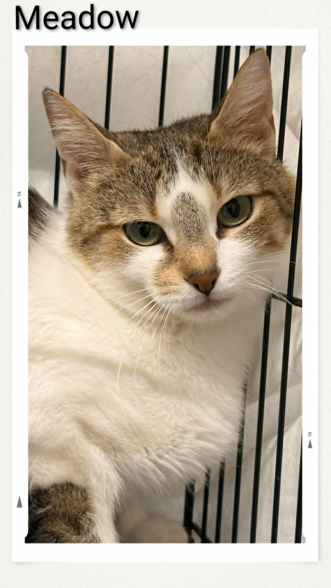 Meadow, Adoptable, Young Female Domestic Short Hair.