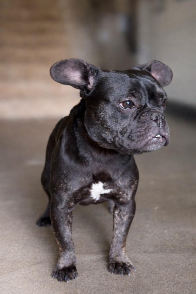 Moxie - Sponsored by Casey Johnson, Adoptable, Adult Female French Bulldog.