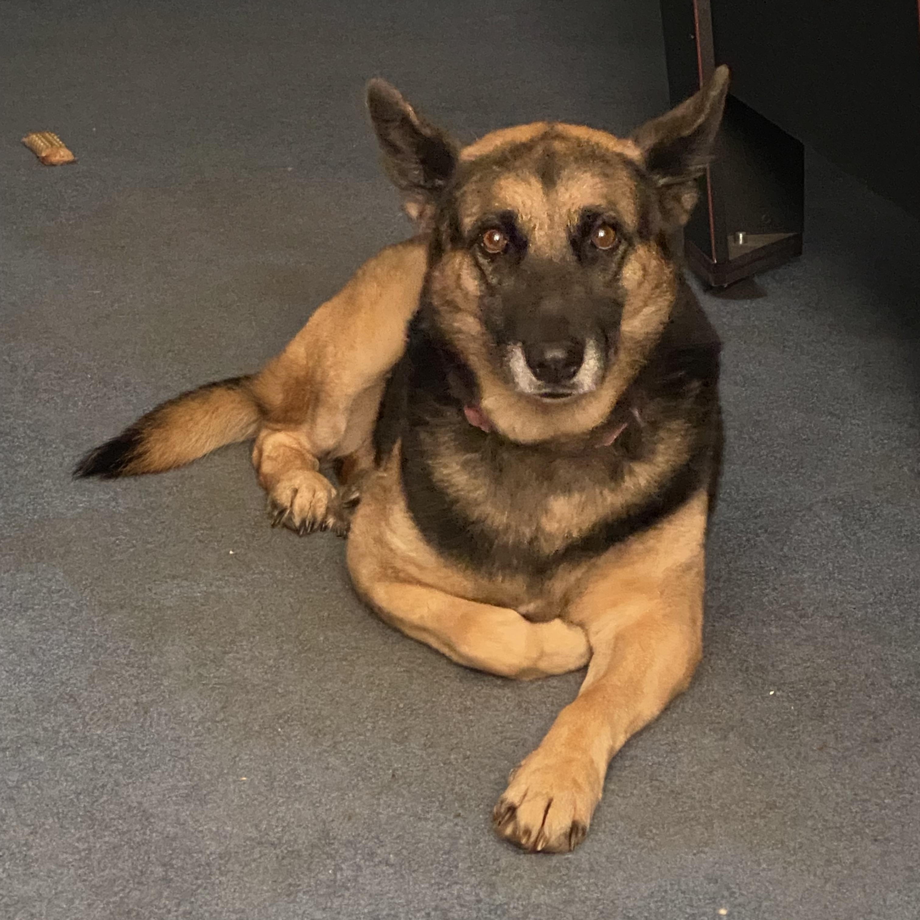 Marina, ADOPTABLE, Adult Female German Shepherd Dog.