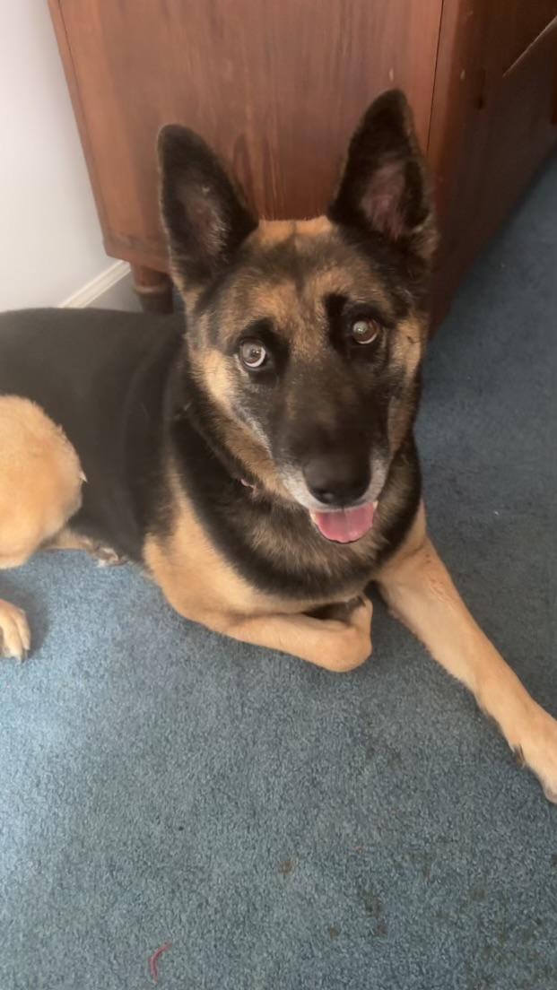 Enlarge Marina, a ADOPTABLE mixed breed in East Haddam, CT image 3/4