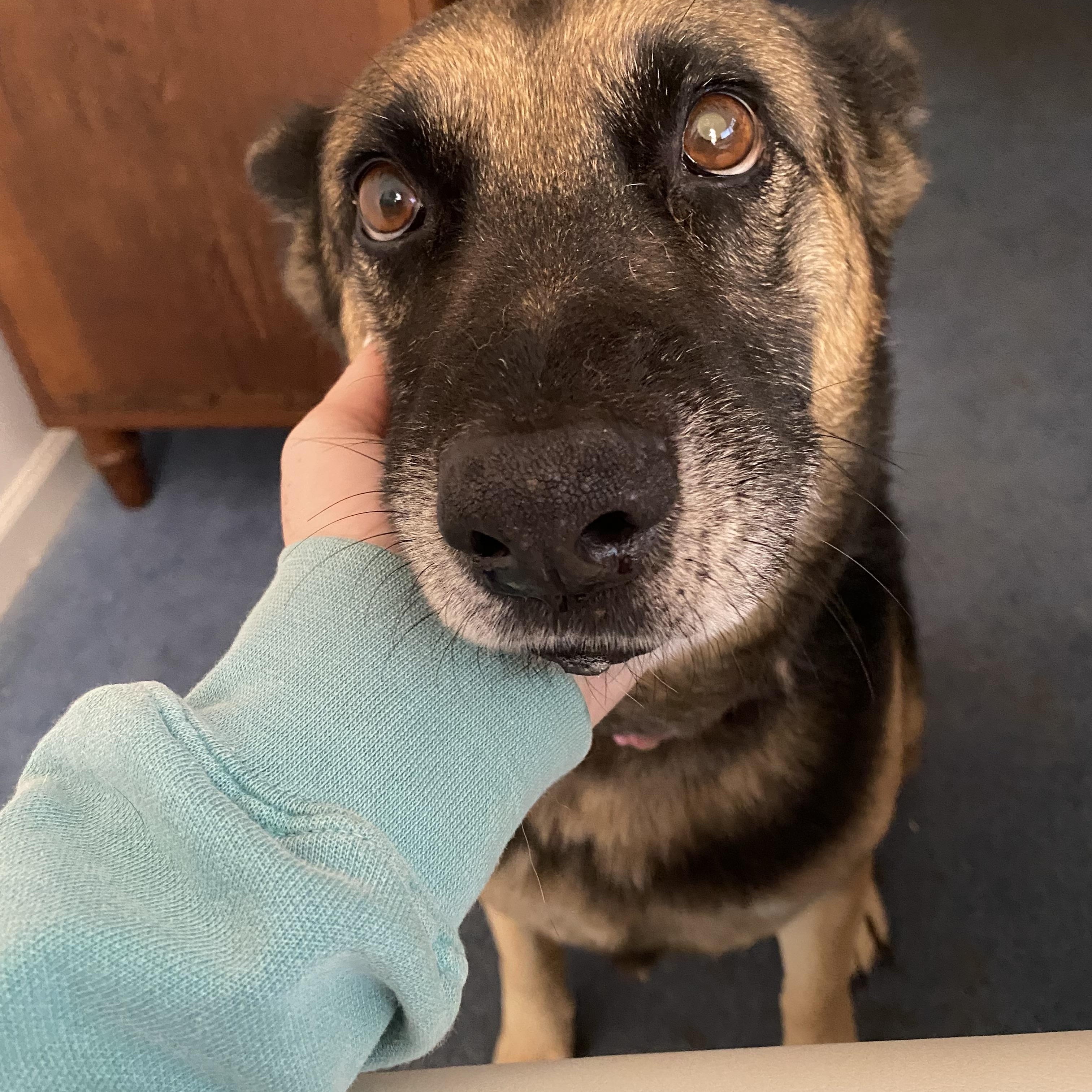 Enlarge Marina, a ADOPTABLE mixed breed in East Haddam, CT image 2/4