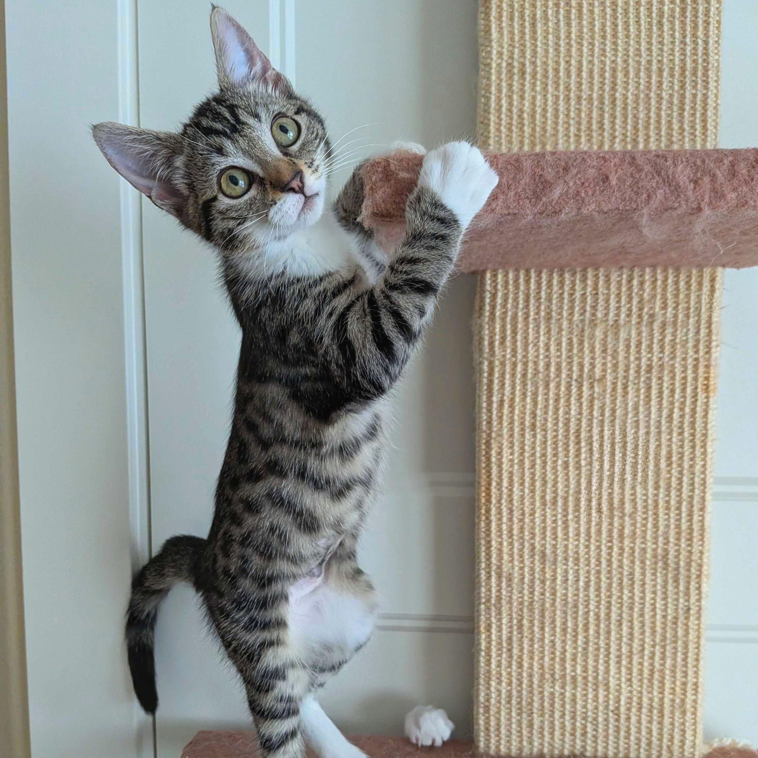 Enlarge Chili, a Adoptable Domestic Short Hair in Wilsonville, OR image 1/6