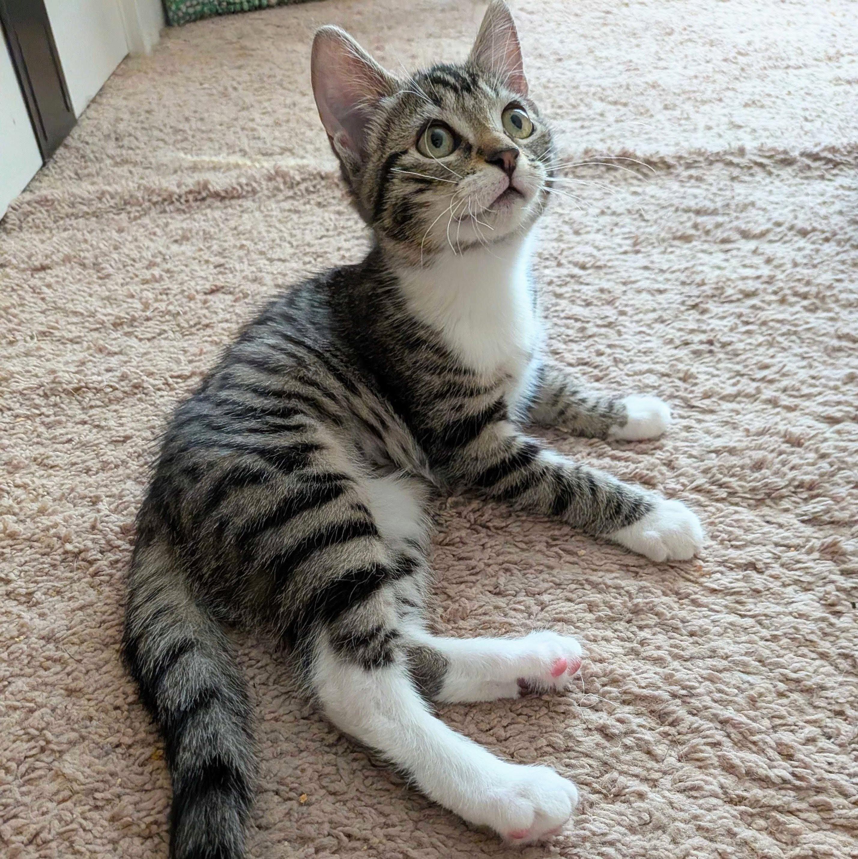 Enlarge Chili, a Adoptable Domestic Short Hair in Wilsonville, OR image 2/6
