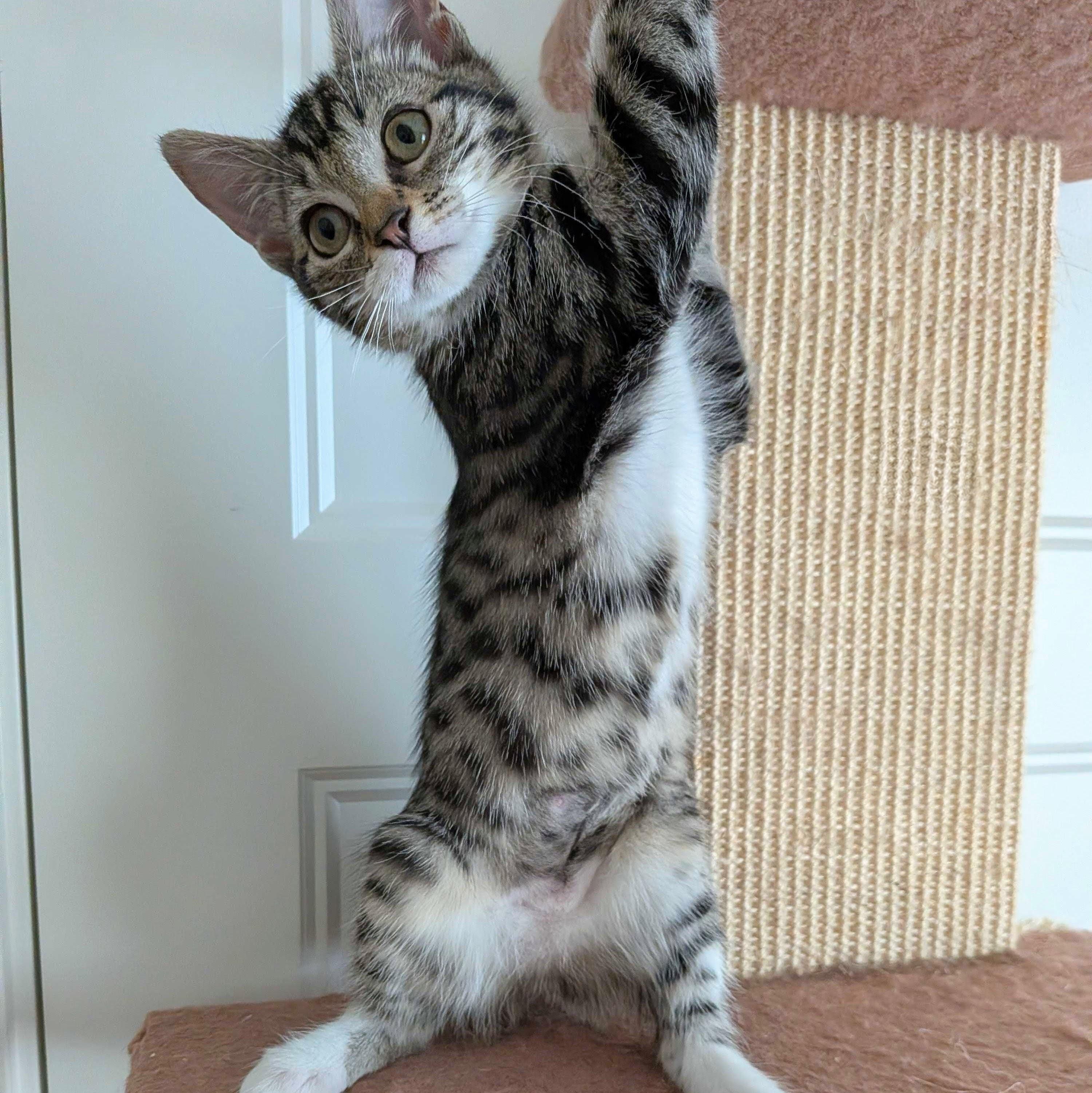 Enlarge Chili, a Adoptable Domestic Short Hair in Wilsonville, OR image 3/6