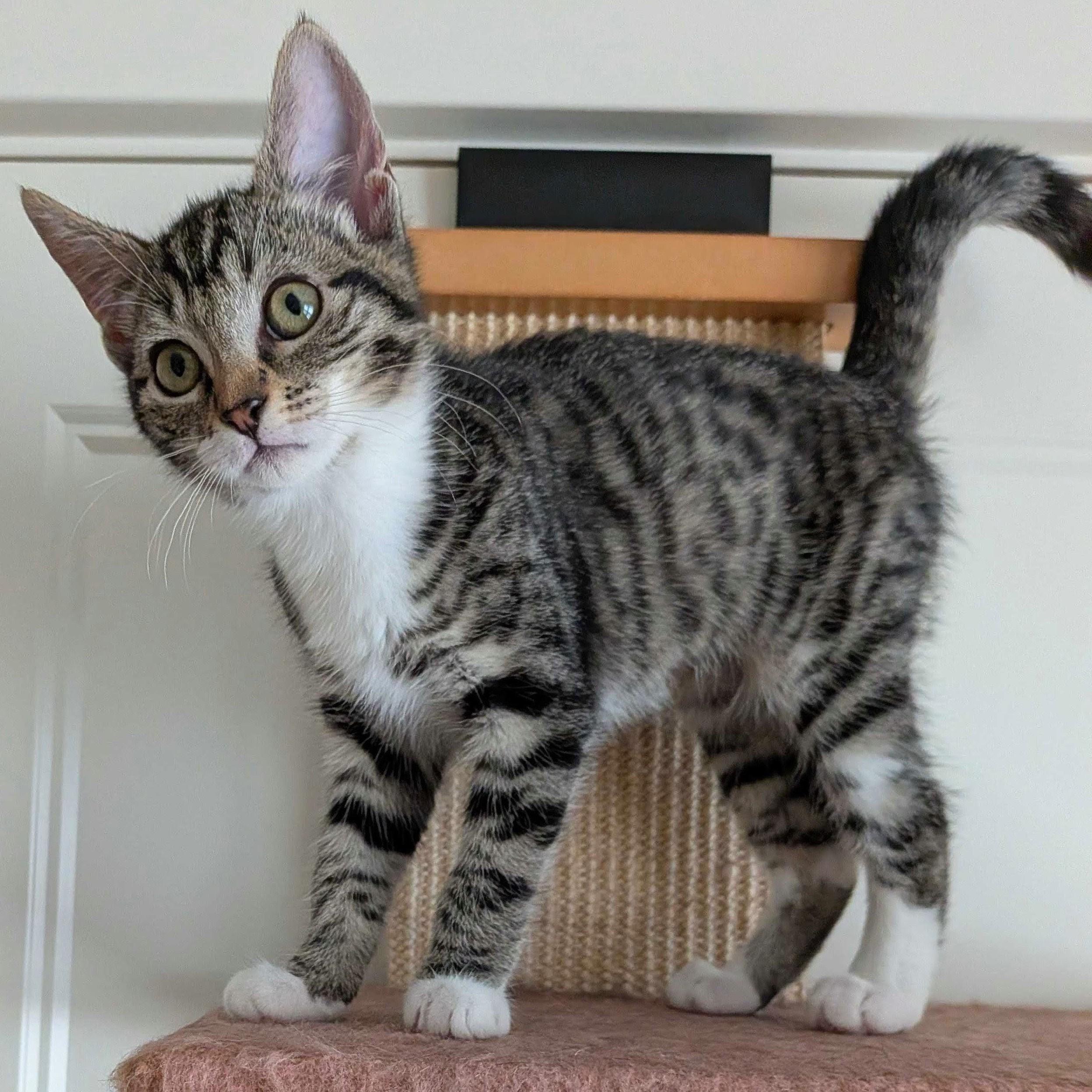 Enlarge Chili, a Adoptable Domestic Short Hair in Wilsonville, OR image 4/6