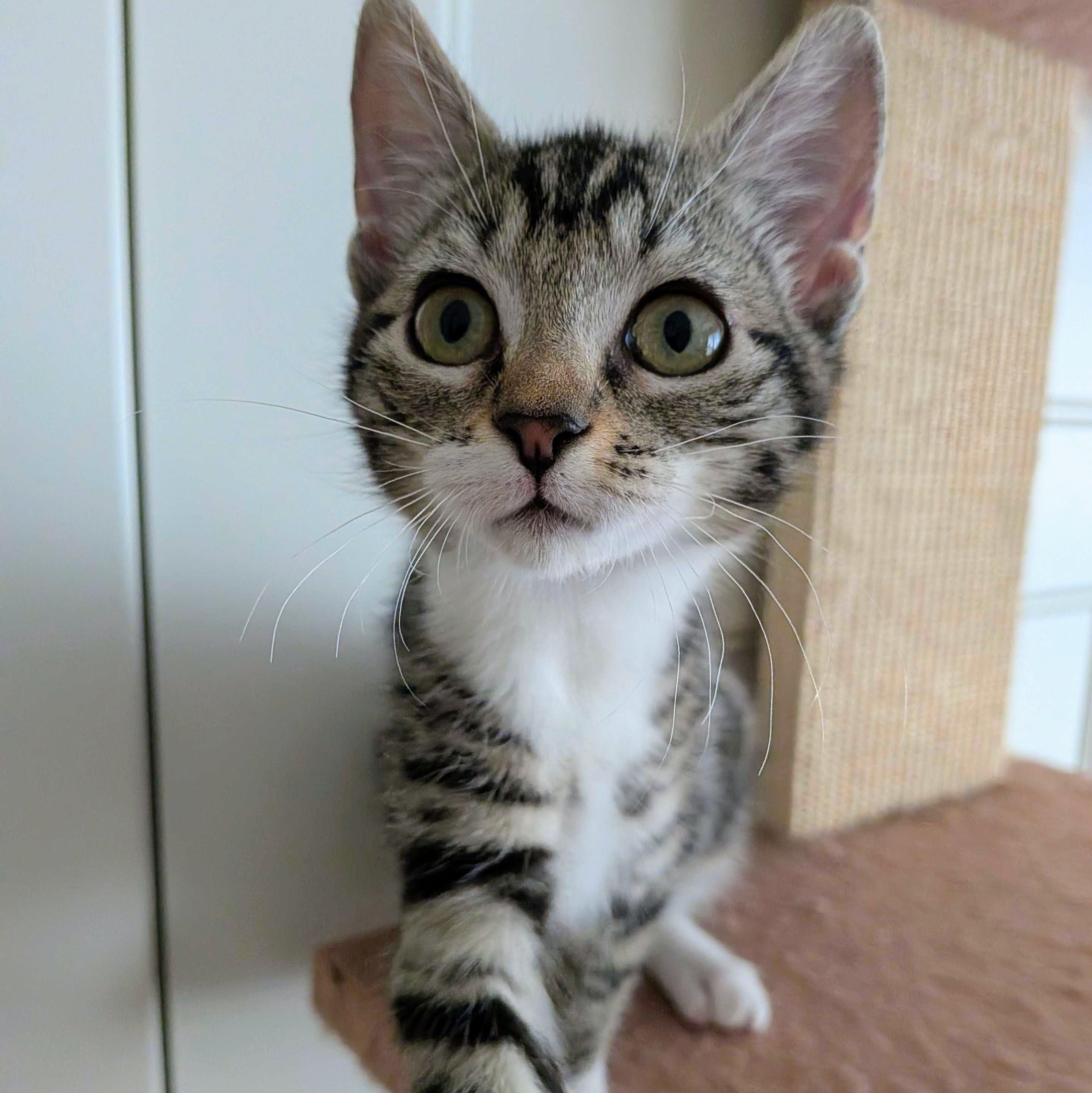 Enlarge Chili, a Adoptable Domestic Short Hair in Wilsonville, OR image 5/6