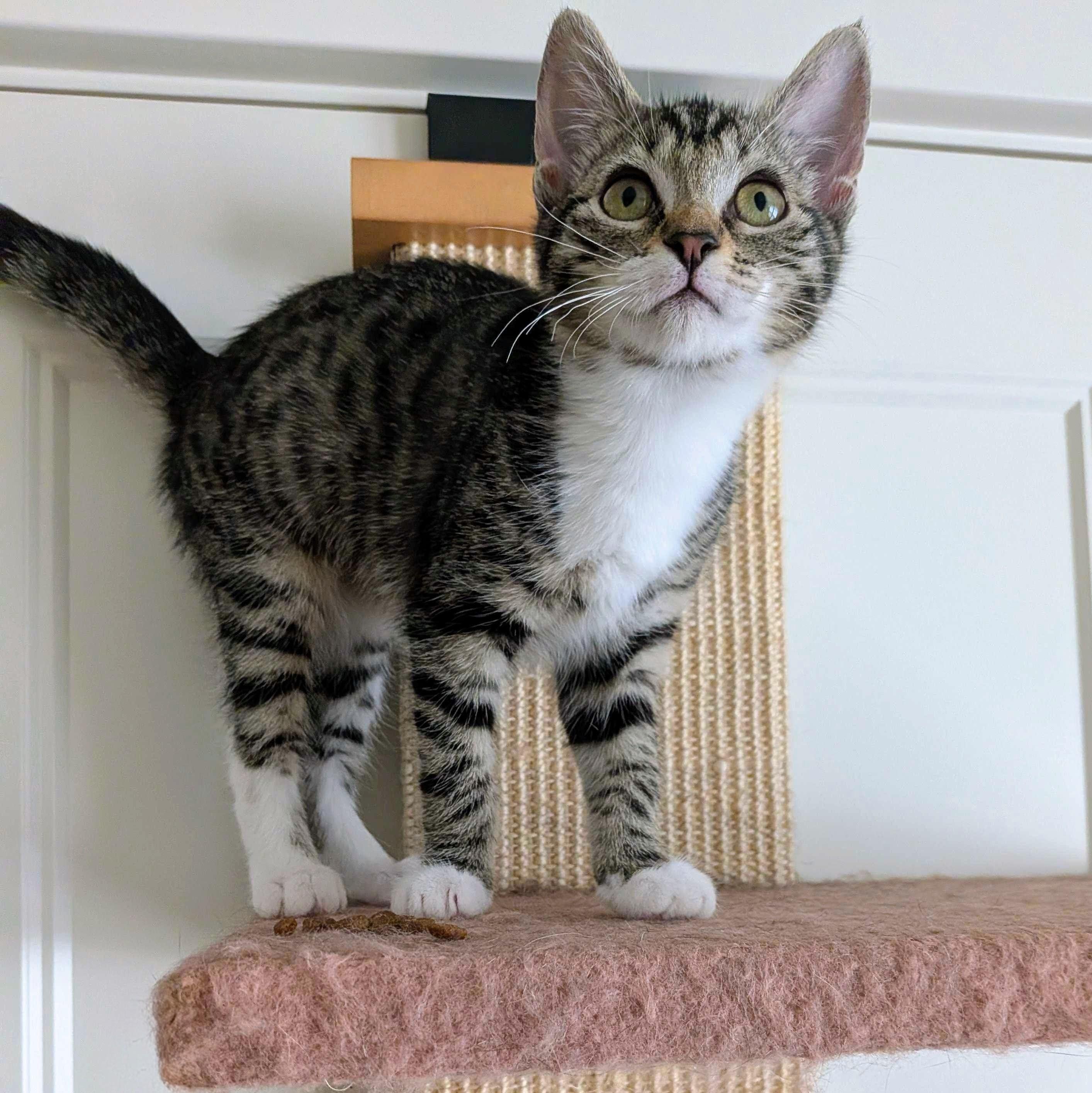 Enlarge Chili, a Adoptable Domestic Short Hair in Wilsonville, OR image 6/6