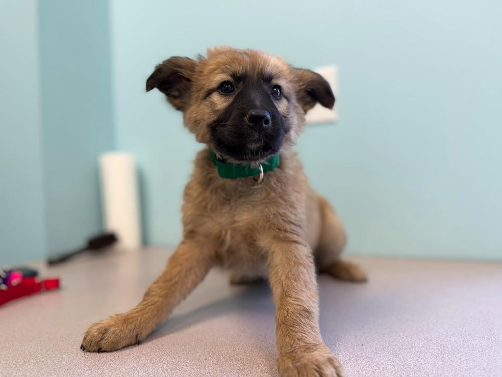 Vega, Adopted, Puppy Female Mixed Breed.