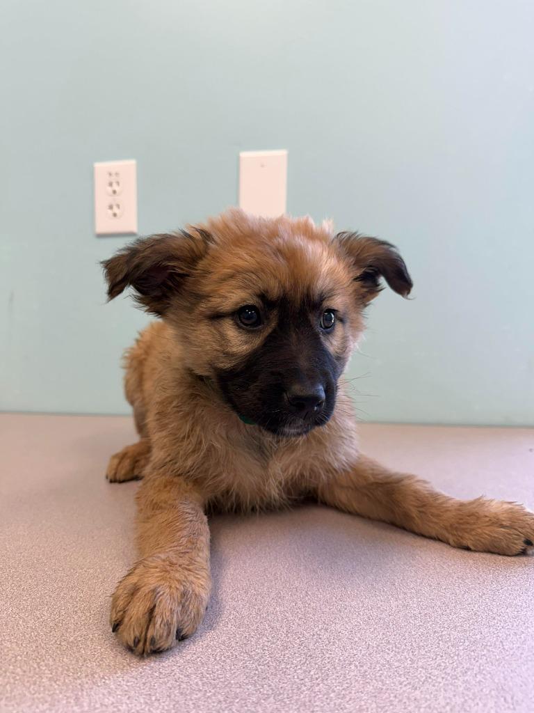 Enlarge Vega, a Adopted mixed breed in Raleigh, NC image 3/6