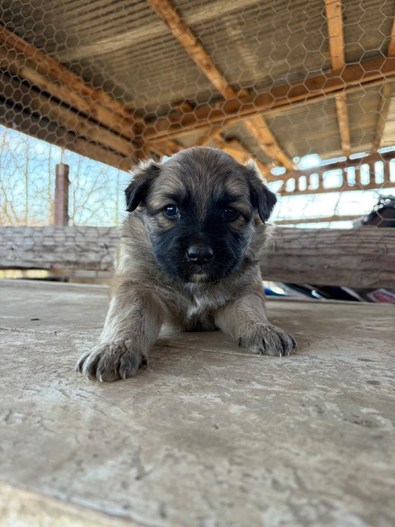 Enlarge Vega, a Adopted mixed breed in Raleigh, NC image 4/6