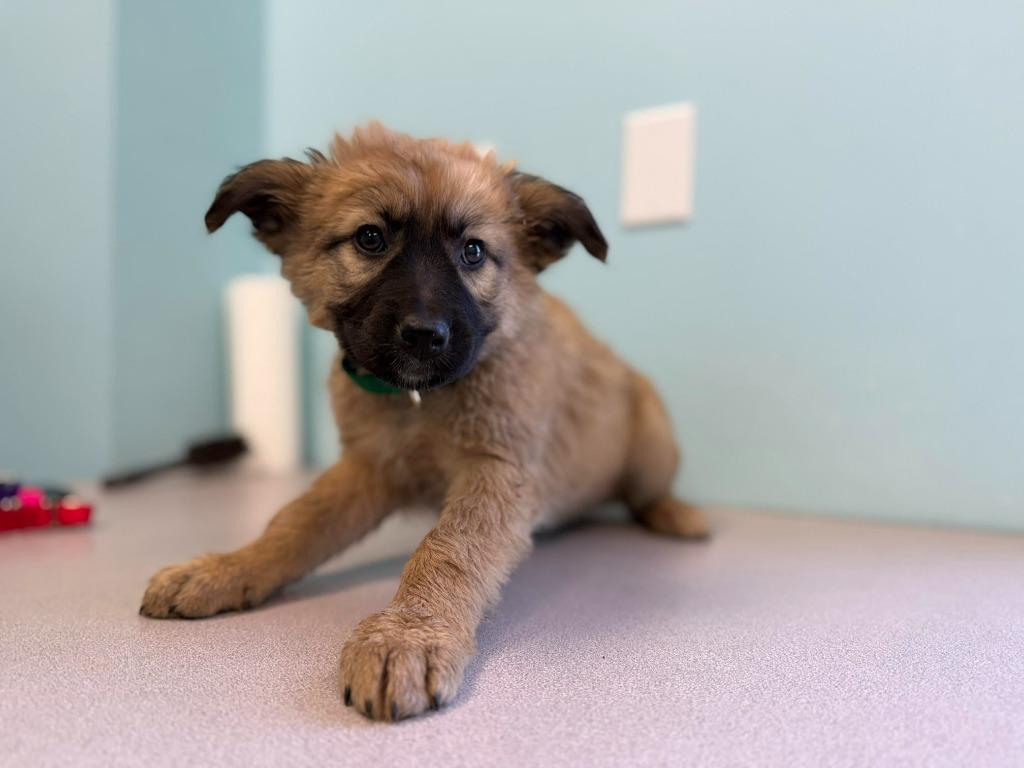 Enlarge Vega, a Adopted mixed breed in Raleigh, NC image 6/6