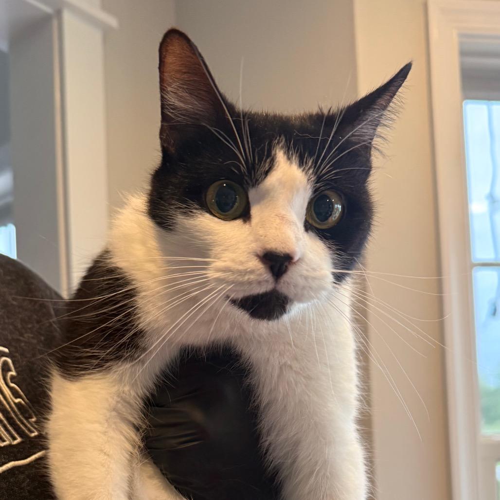 Enlarge Badger in Chestertown, MD, a Adoptable Domestic Short Hair in Baltimore, MD image 2/3