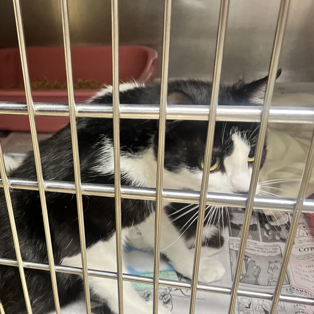Enlarge Badger in Chestertown, MD, a Adoptable Domestic Short Hair in Baltimore, MD image 3/3