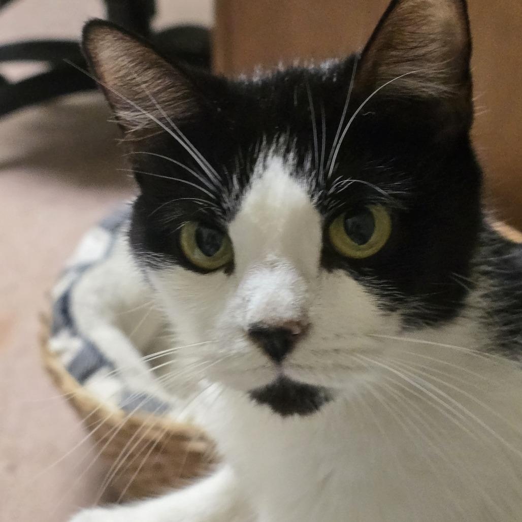 Enlarge Badger in Chestertown, MD, a Adoptable Domestic Short Hair in Baltimore, MD image 1/3