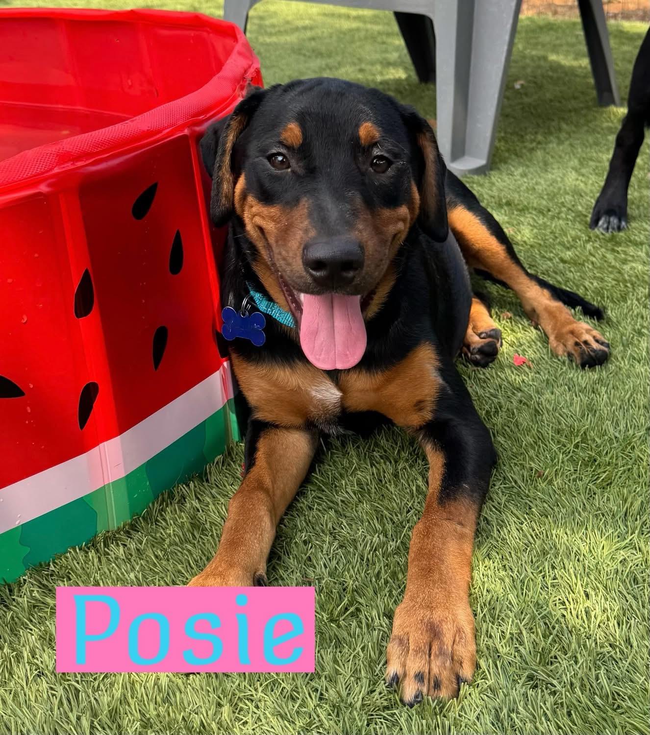 Posie