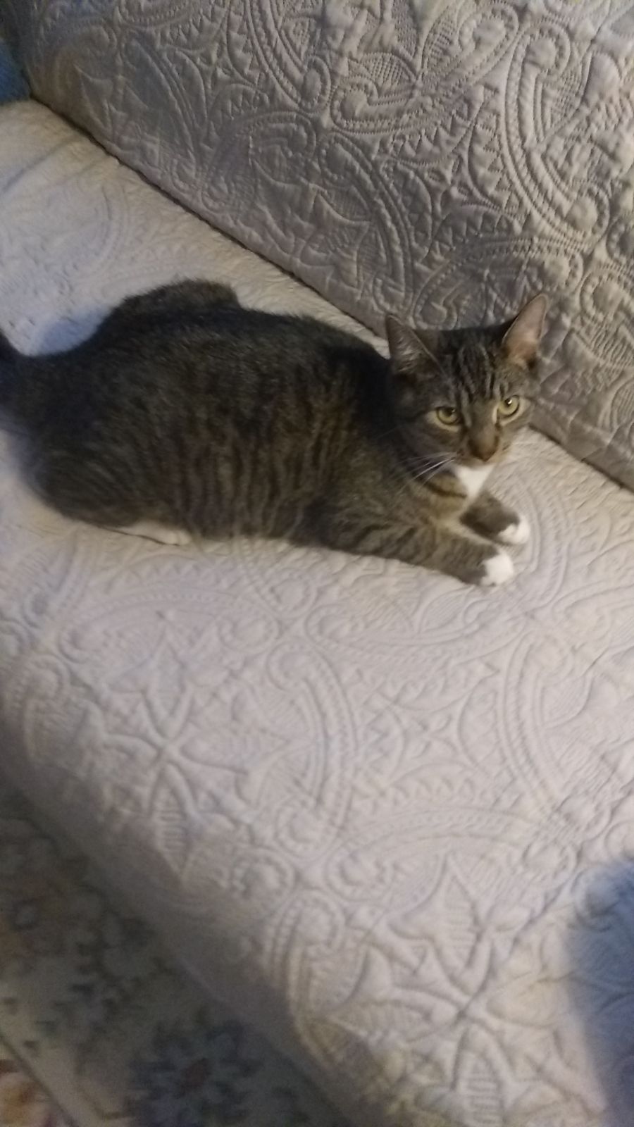 Rascal