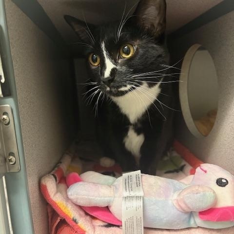 Enlarge Boots, a ADOPTABLE Domestic Short Hair in Grass Valley, CA image 1/1