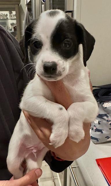 Puppy Woody  -   Las Vegas, Adoptable, Puppy Male Chihuahua & Dachshund.