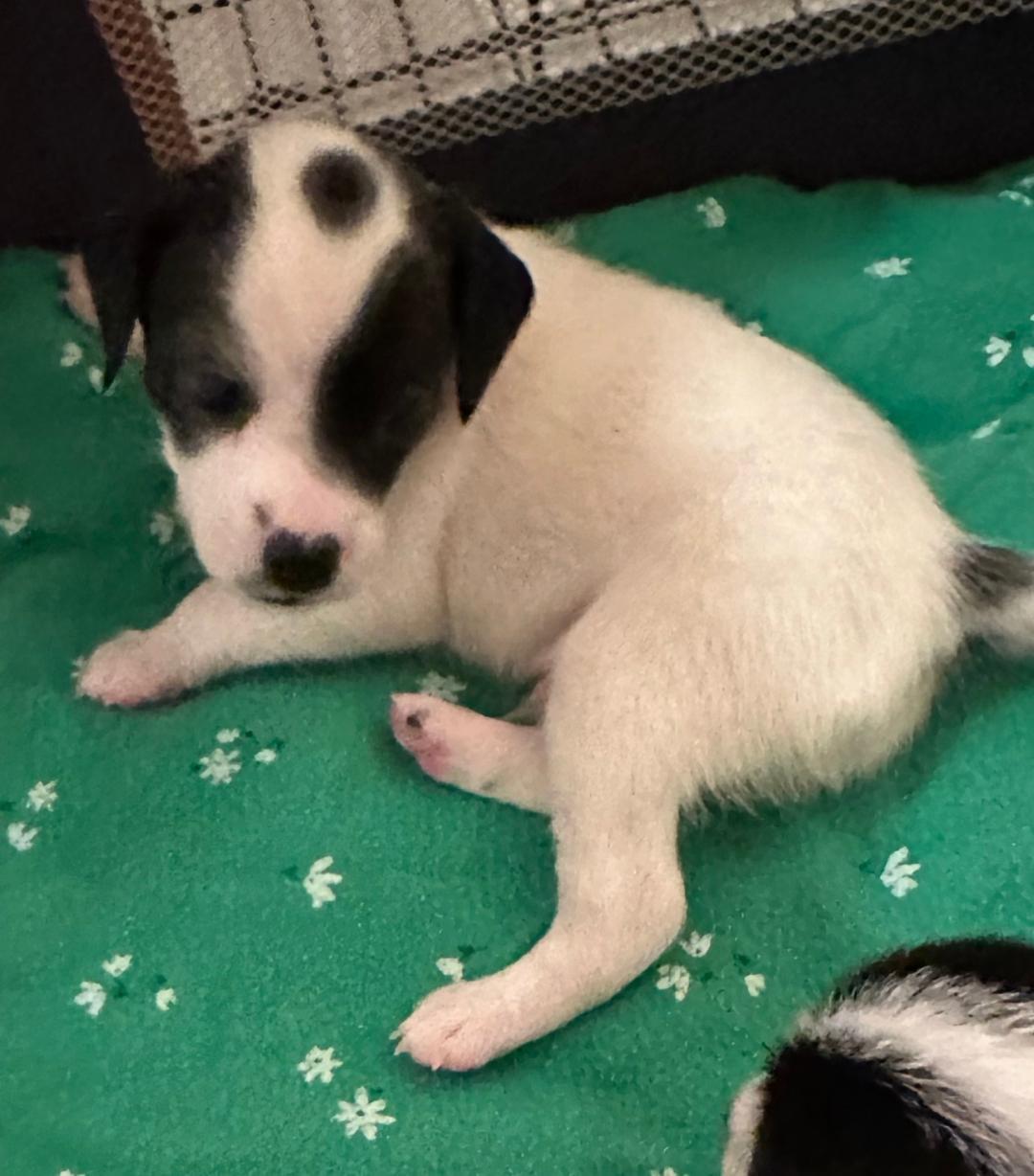 Enlarge Puppy Woody  -   Las Vegas, a Adoptable mixed breed in Los Angeles, CA image 1/1