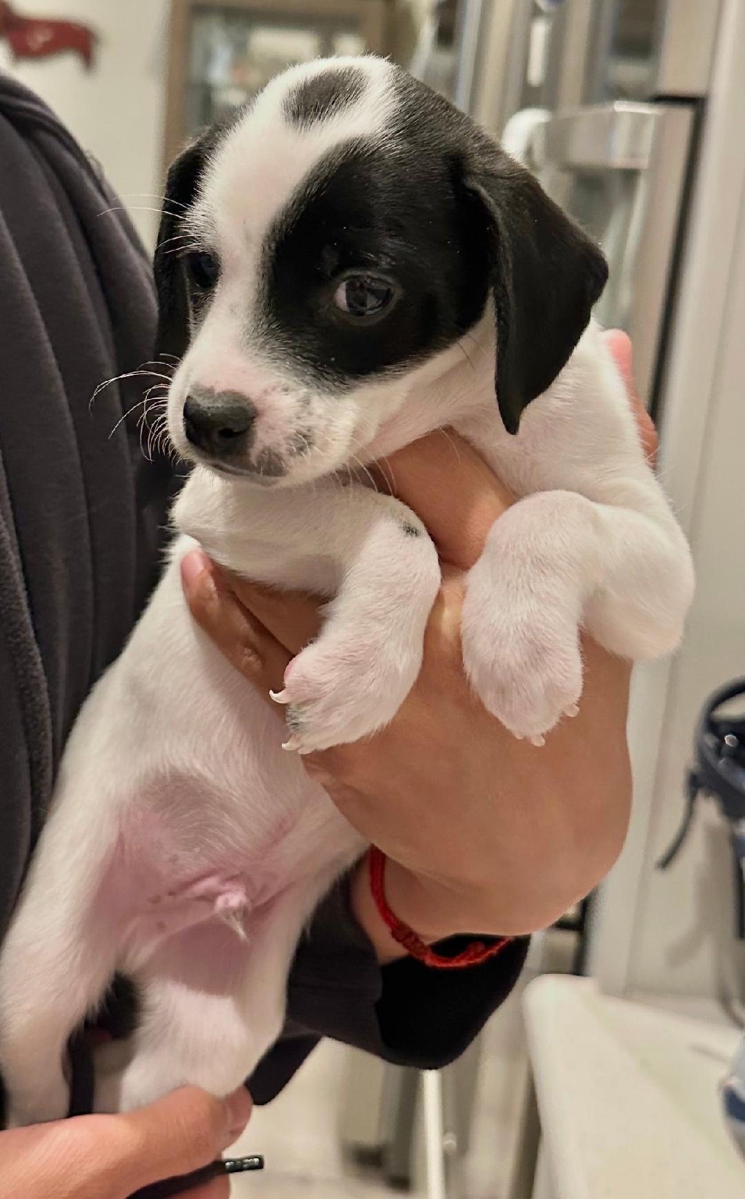 Enlarge Puppy Woody  -   Las Vegas, a Adoptable mixed breed in Los Angeles, CA image 3/3