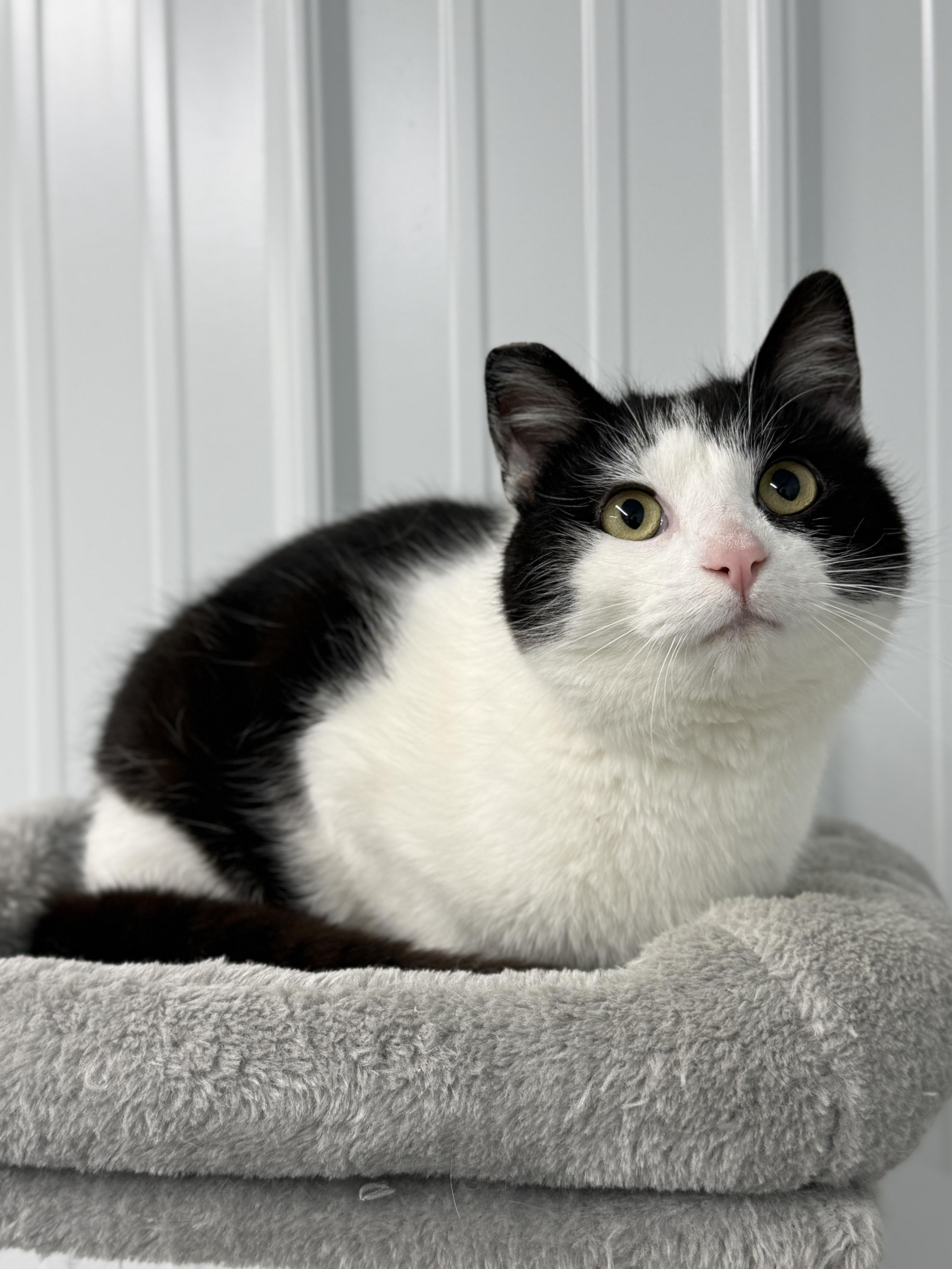 Enlarge Bentley, a ADOPTABLE Domestic Short Hair in Wautoma, WI image 1/2