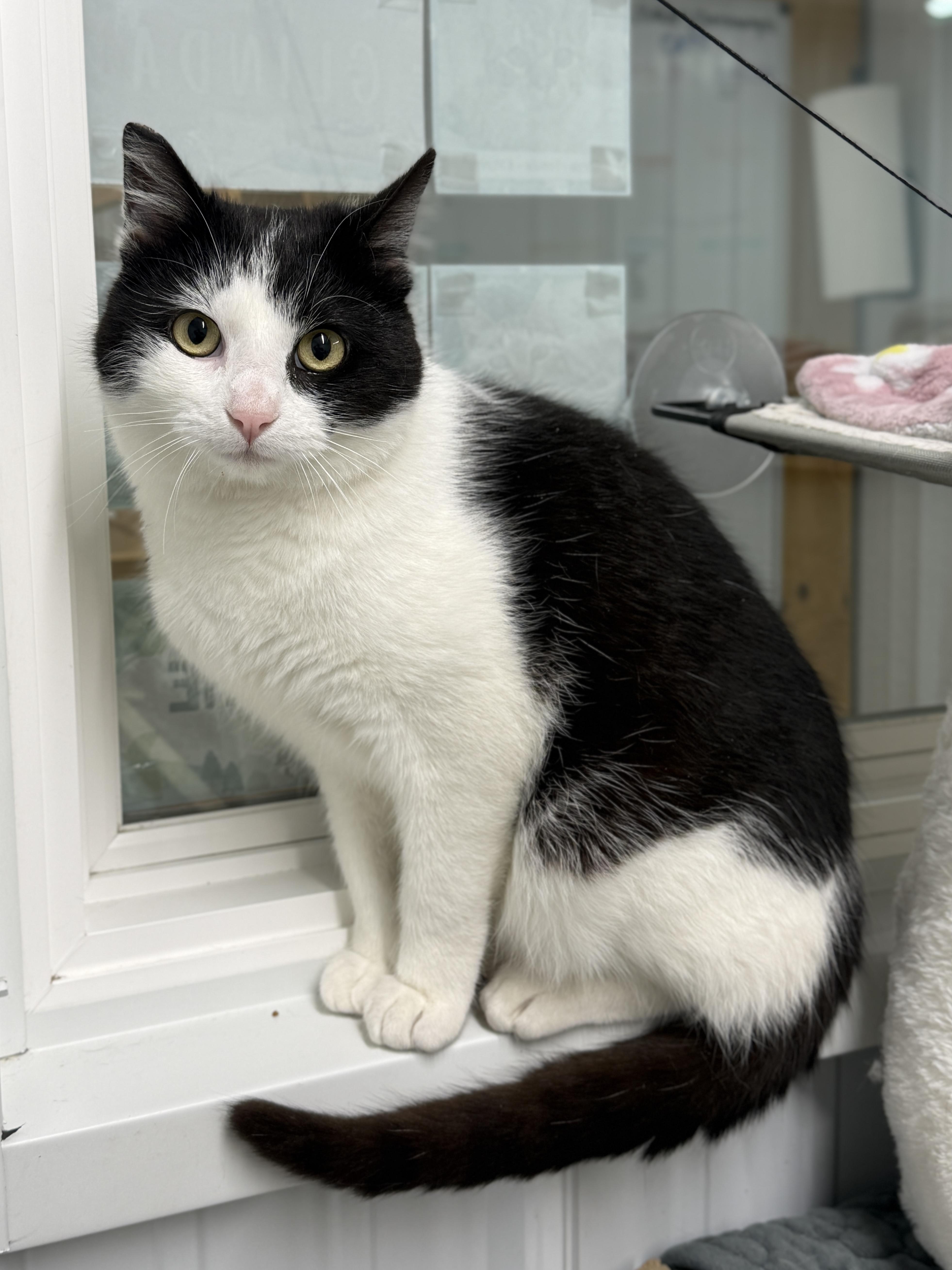 Enlarge Bentley, a ADOPTABLE Domestic Short Hair in Wautoma, WI image 2/2