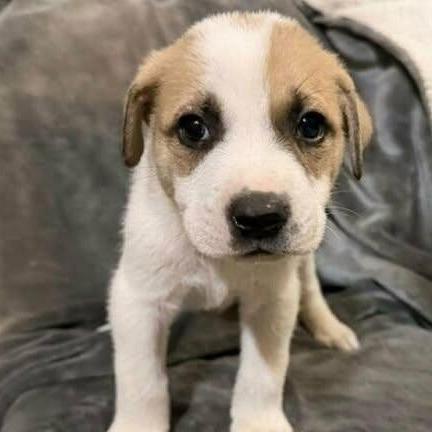 Darcy, a Adoptable Mixed Breed in Alma, WI image 1/5