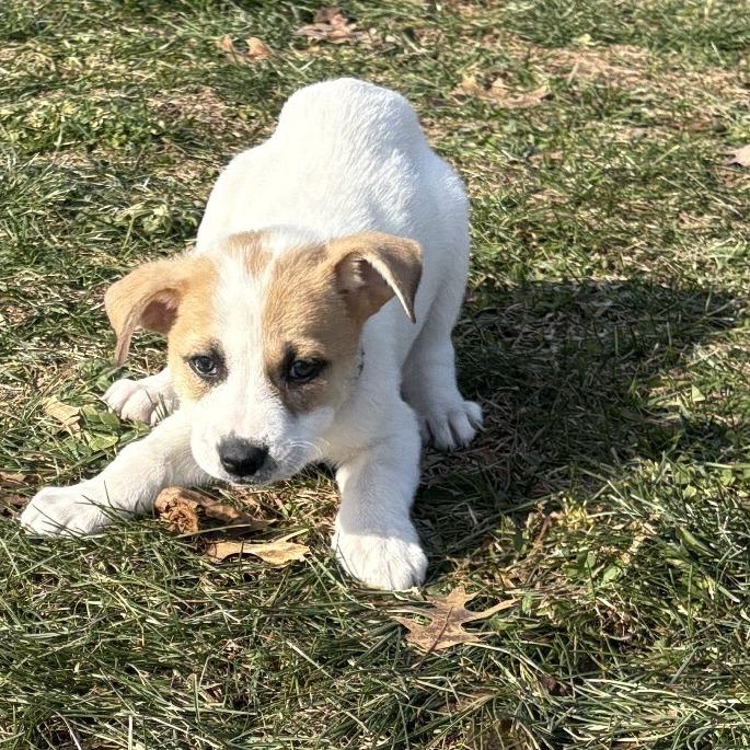 Darcy, a Adoptable Mixed Breed in Alma, WI image 2/5