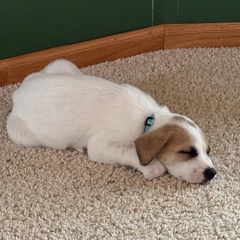 Darcy, a Adoptable Mixed Breed in Alma, WI image 3/5